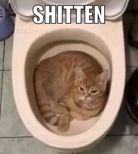 Cat Sitting in the Toilet