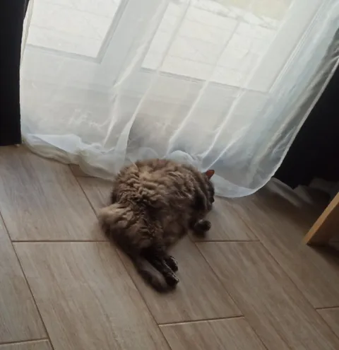 Кот распластался на полу