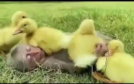 Обезьянка среди утят