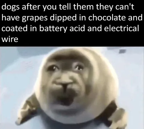 Dog Wants Chocolate Grapes