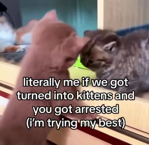 Arrested Kitten Trying Its Best