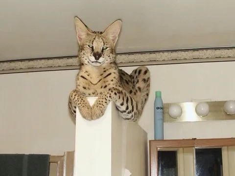 Кот на шкафу смотрит свысока