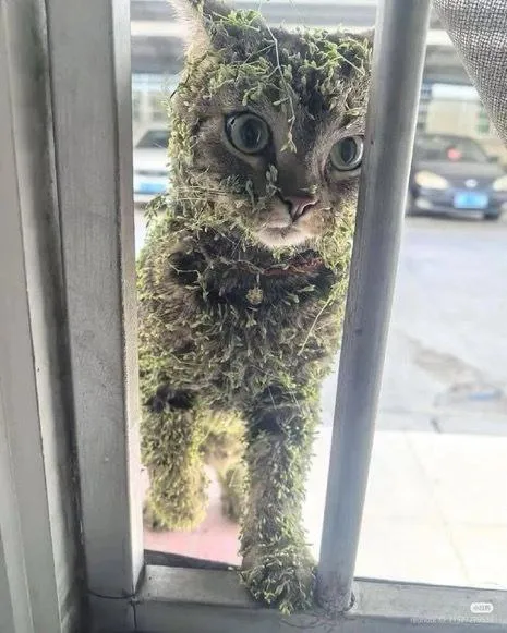 Кот, замаскированный под мох