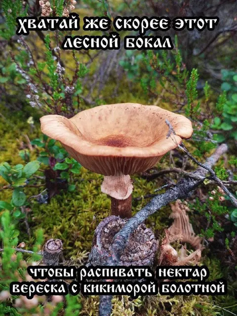 Лесной бокал для нектара