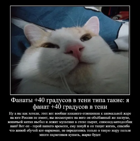 Кот под кошачьей мятой в жару