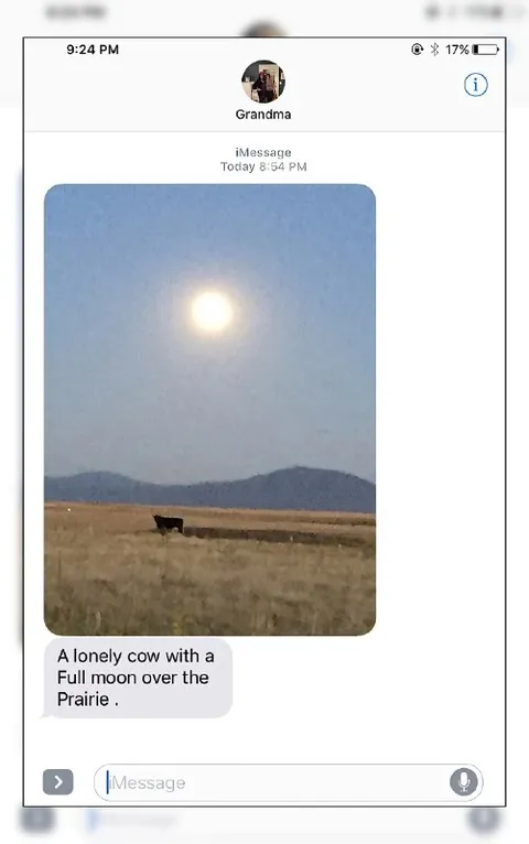 Lonely Cow Under the Full Moon