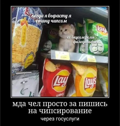 Кот записался на чипсирование