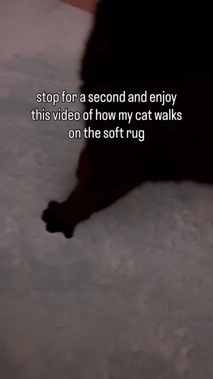 Cat Walks on the Soft Rug