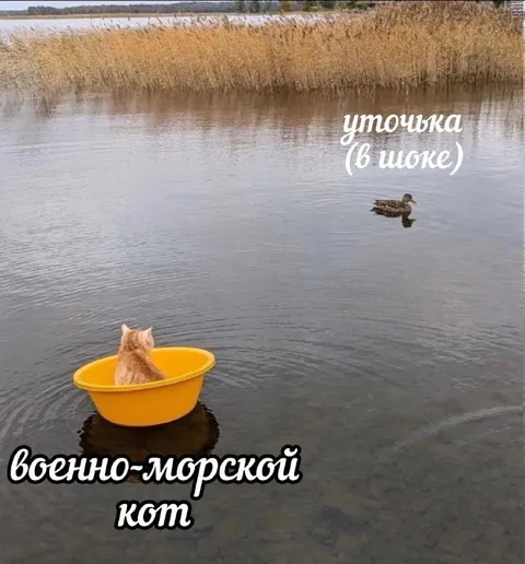 Военно-морской кот и уточка