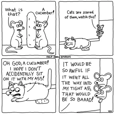 Cats Are Scared of Cucumbers