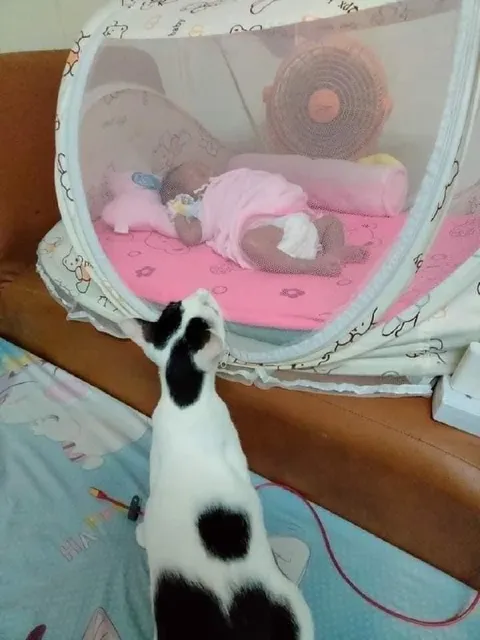 Кот проверяет младенца