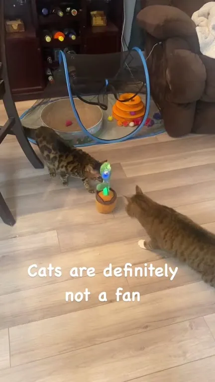 Cats Flee From Dancing Cactus