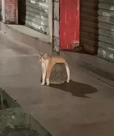 Кот с огромной тенью