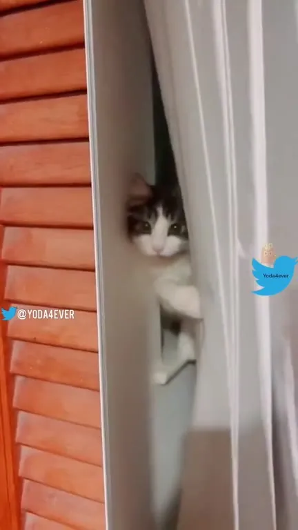 Cats Acting Completely Ridiculous