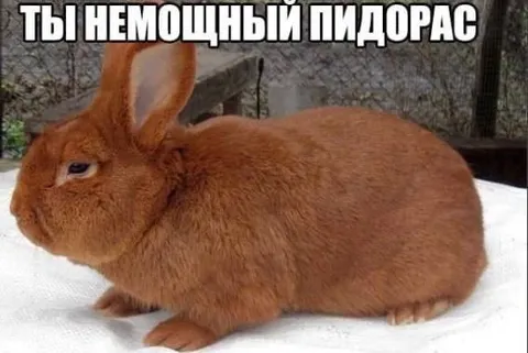 Немоющийся пидорас-кролик