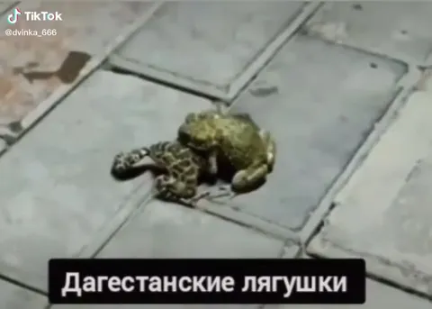 Дагестанские лягушки дают отпор