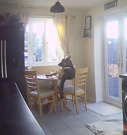 Собака рушит кухонный стол
