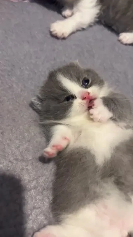 Котёнок жуёт лапку