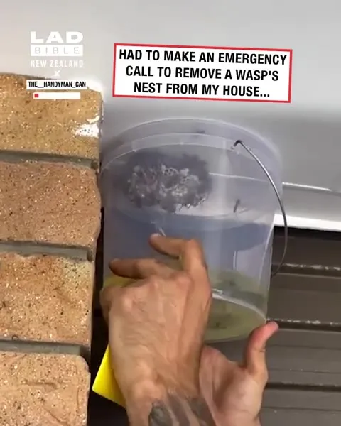 Professional Wasp Nest Removal