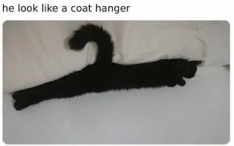Cat Looks Like a Coat Hanger