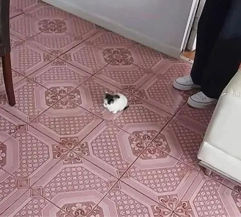 Крошечный котёнок на полу