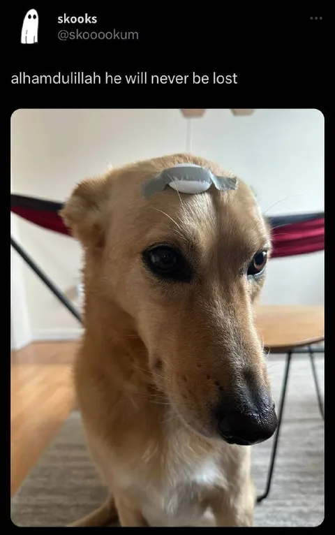 Alhamdulillah He Will Never Be Lost