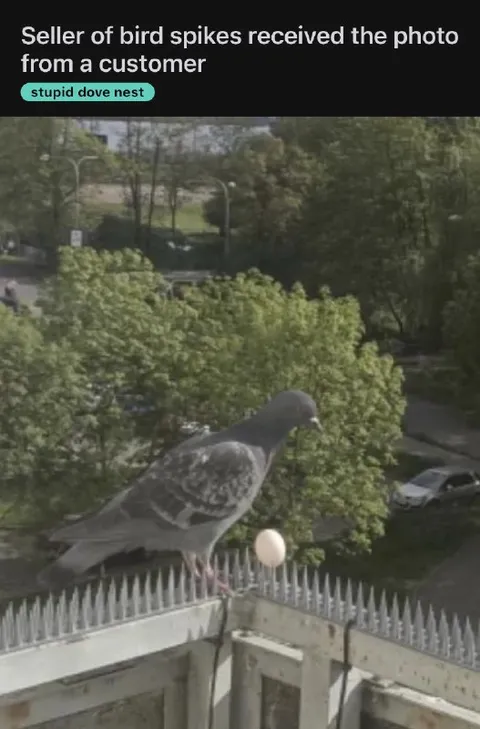 Pigeon Builds Nest on Spikes