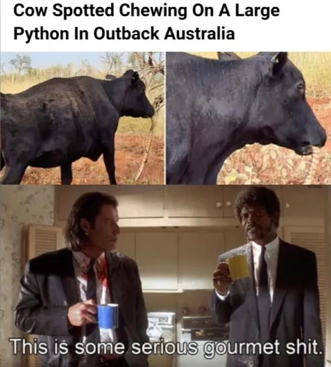 Serious Gourmet Shit Cow