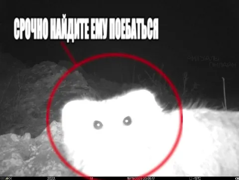 Срочно найдите ему побрататься