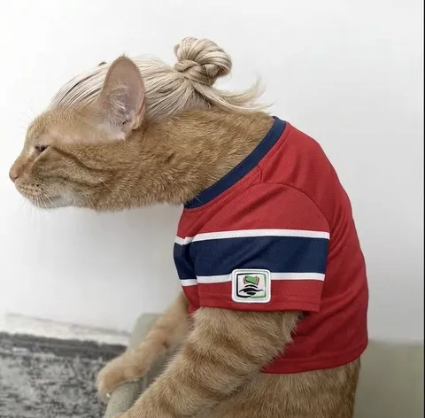 Кот в хоккейной форме с пучком