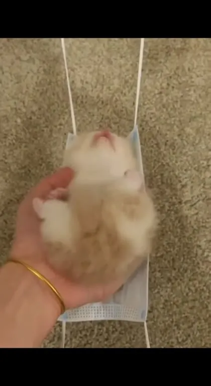 Котёнок в маске танцует