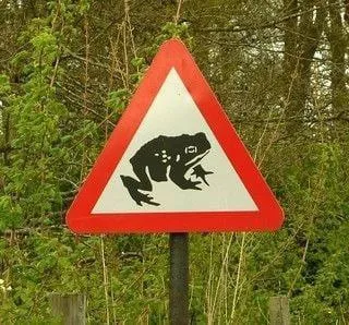 Лягушка на дорожном знаке