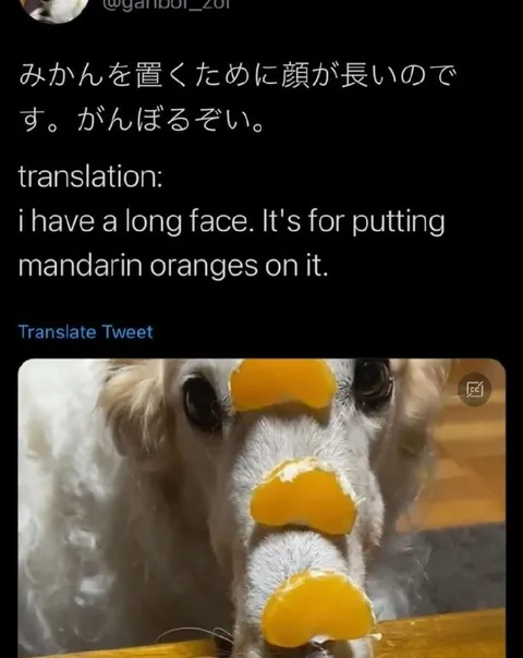 みかんを置くための長い顔
