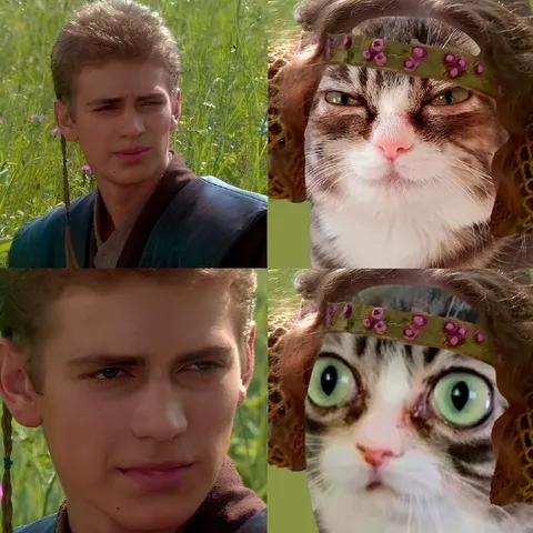 Анакин и удивлённый кот