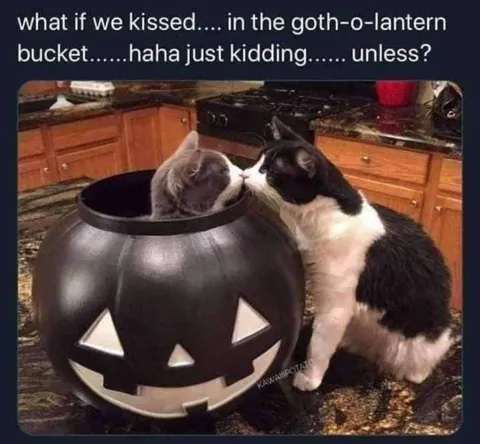 Cats Kiss in a Goth-o-lantern Bucket