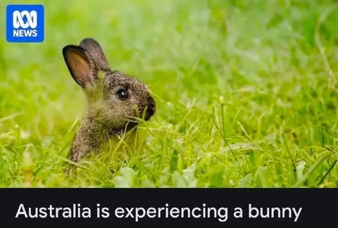 Australia Is Experiencing a Bunny