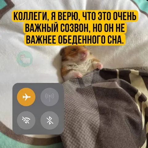 Важный созвон и обеденный сон