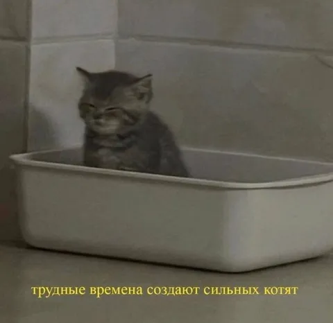 Трудные времена создают сильных котят