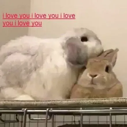 Bunny Loves You Repeatedly