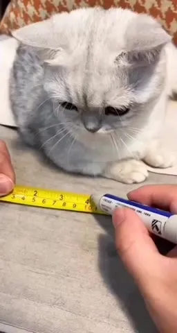 Cat Gets Arrested for Measuring