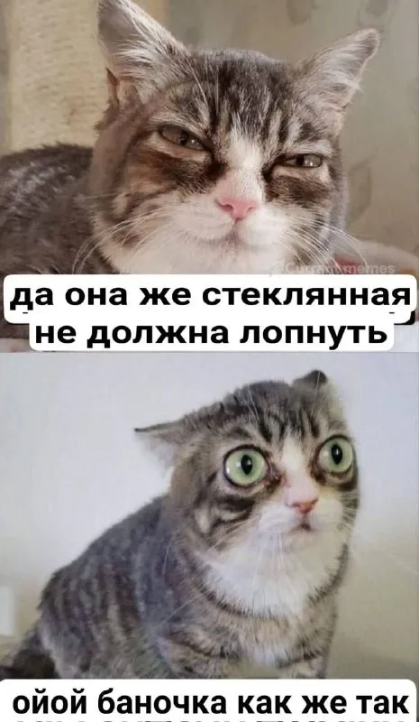 Кот разбил стеклянную баночку