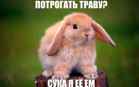 Кролик ест траву
