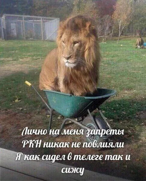 Лев продолжает сидеть в телеге