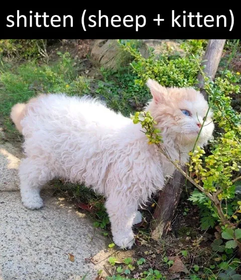 Shitten Sheep Kitten
