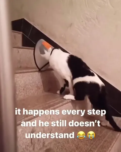 Cat Trapped by Its Cone