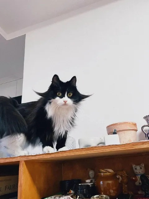 Кот смотрит сверху