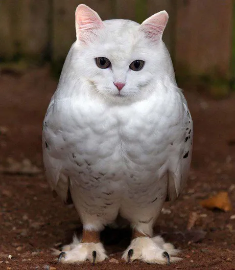 Кот в теле совы