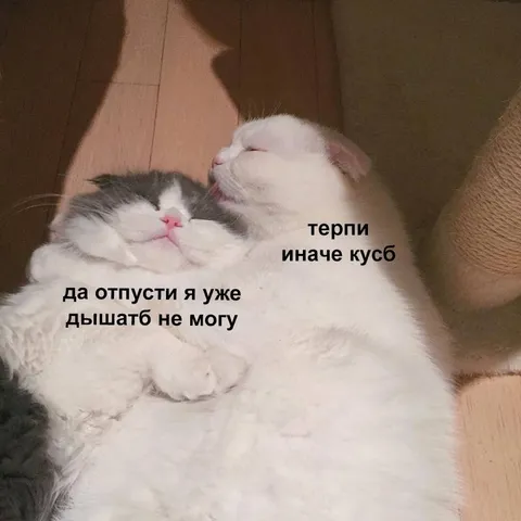 Кот не отпускает друга