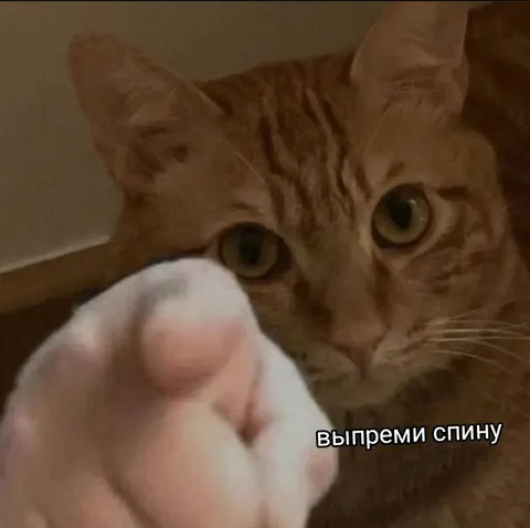 Кот велит выпрямить спину