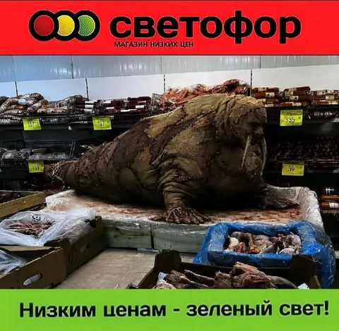 Морж на прилавке Светофора